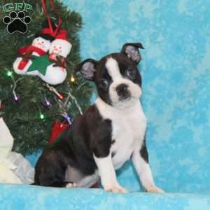 Hummingbird, Boston Terrier Puppy